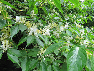 괴불나무 사진 - Lonicera maackii (Rupr.) Maxim. Photos