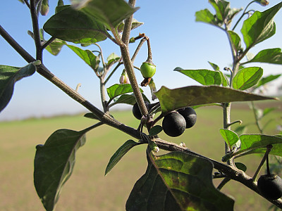 까마중 사진 - Solanum nigrum Photos