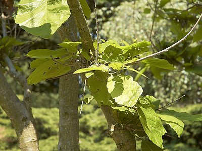갈참나무 사진 - Quercus aliena Blume Photos