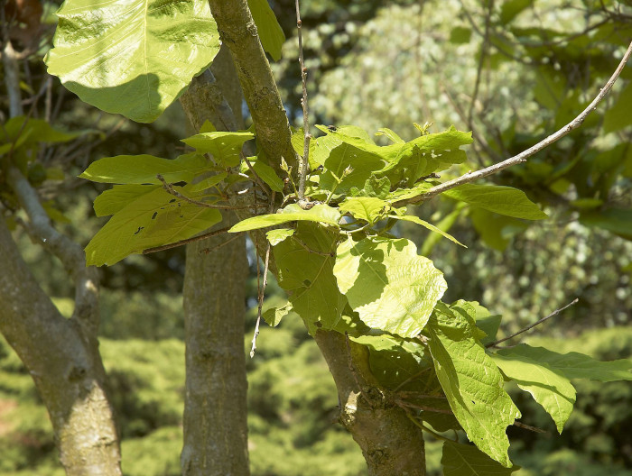 갈참나무 - Quercus aliena Blume