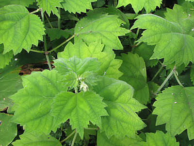 개모시풀 사진 - Boehmeria platanifolia Franch. & Sav. Photos