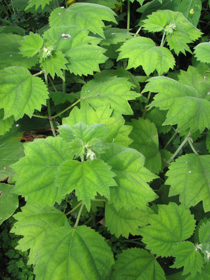 개모시풀 - Boehmeria platanifolia Franch. & Sav.