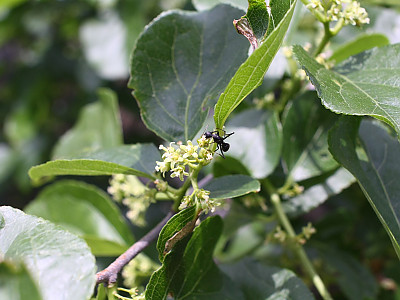 노박덩굴 사진 - Celastrus orbiculatus Thunb. Photos