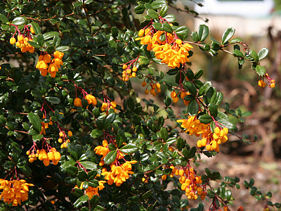 다윈매자나무 사진 - Berberis darwinii Photos