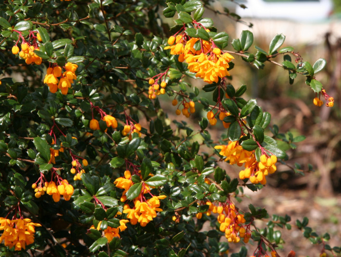 다윈매자나무 - Darwins Barberry, Berberis darwinii