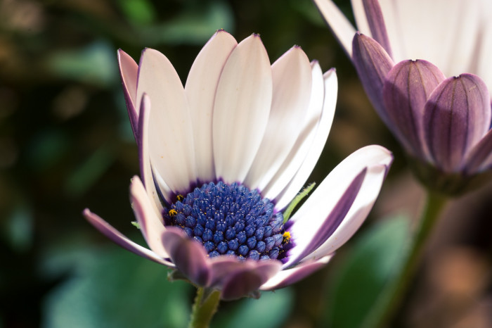 오스테오스펄멈 - Osteospermum, Osteospermum ecklonis