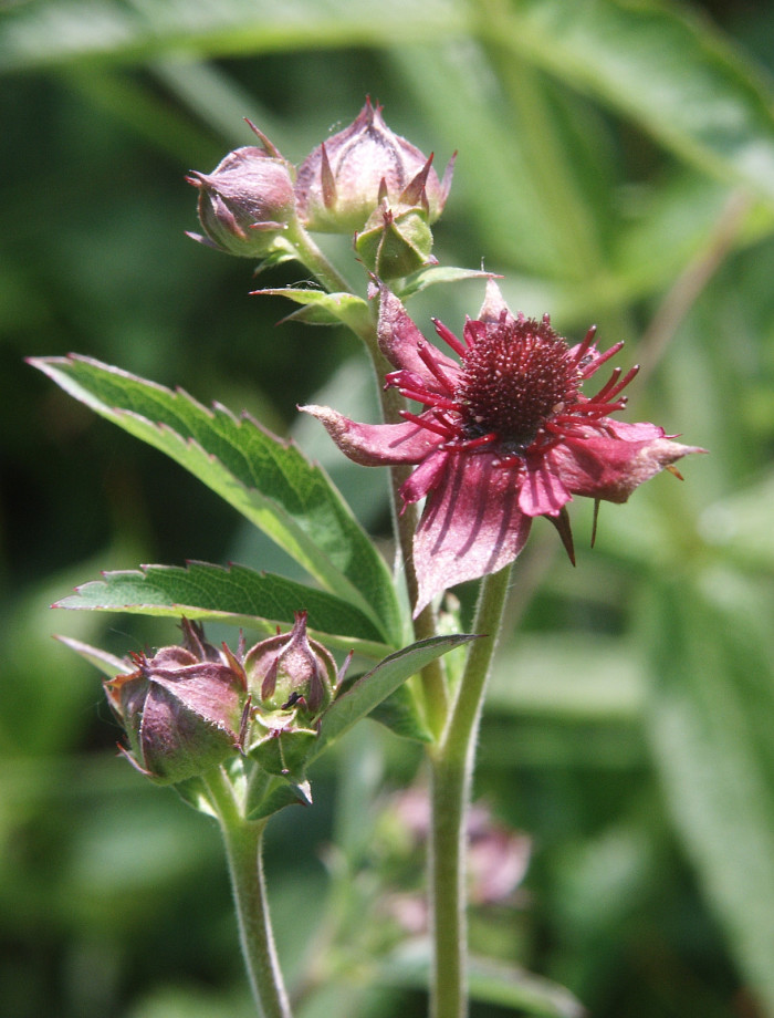 검은낭아초 - Potentilla palustris (L.) Scop.