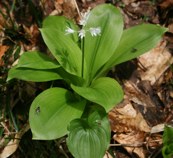 나도옥잠화 - Clintonia udensis Trautv. & C.A.Mey.