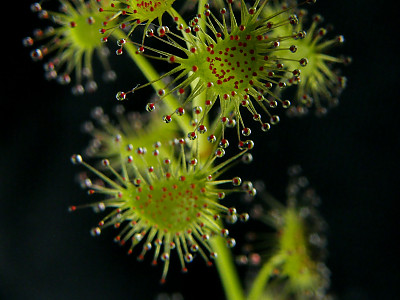 끈끈이귀개 사진 - Drosera peltata var. nipponica (Masam.) Ohwi Photos