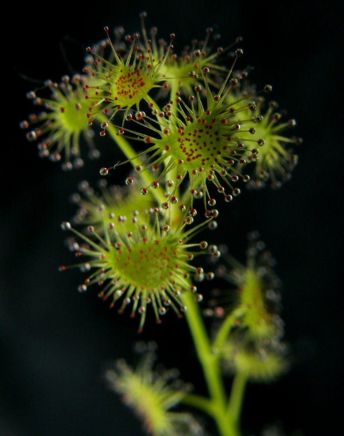 끈끈이귀개 - Drosera peltata var. nipponica (Masam.) Ohwi