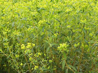 대극 사진 - Euphorbia pekinensis Rupr. Photos