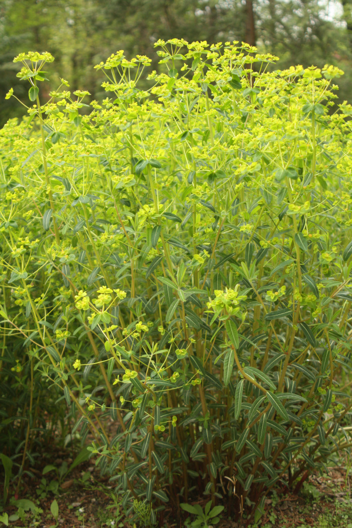 대극 - Euphorbia pekinensis Rupr.
