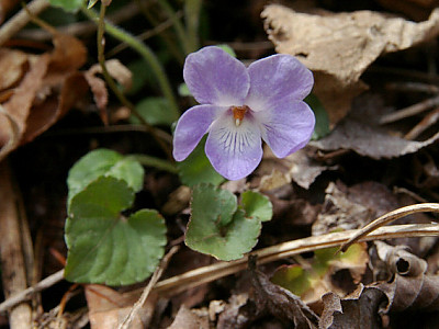 낚시제비꽃 사진 - Viola grypoceras A.Gray Photos