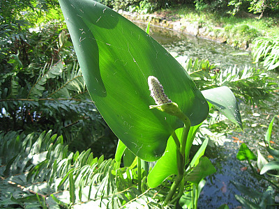 나도고사리삼 사진 - Ophioglossum vulgatum L. Photos