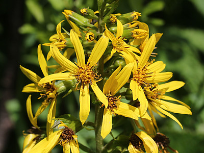 곰취 사진 - Ligularia fischeri (Ledeb.) Turcz. Photos