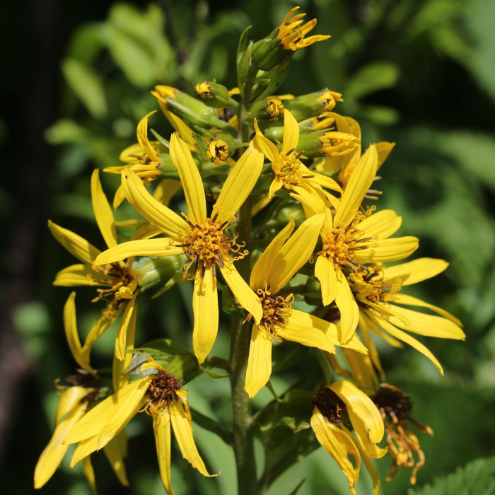 곰취 - gomchwi, Fischers ragwort, Ligularia fischeri (Ledeb.) Turcz.