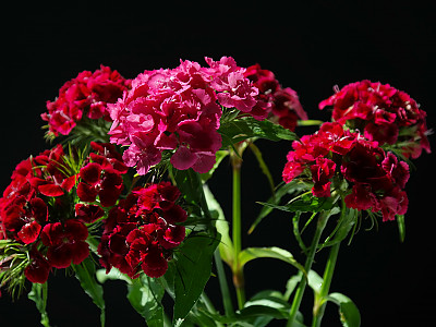 수염패랭이꽃 사진 - Dianthus barbatus L. var. aisaticus L. Photos