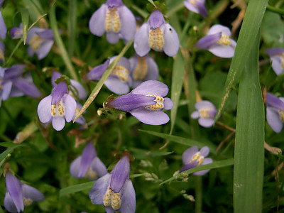누운주름잎 사진 - Mazus miquelii Makino Photos