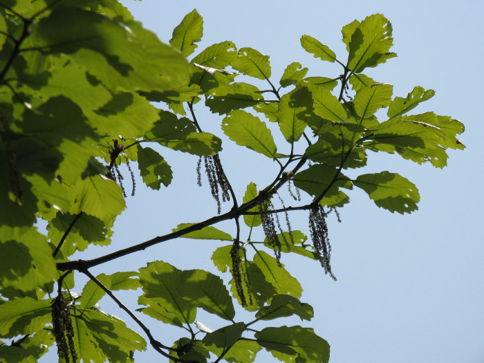 갈참나무 - Quercus aliena Blume