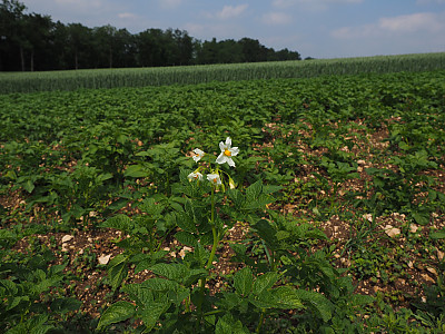 감자 사진 - Solanum tuberosum L. Photos