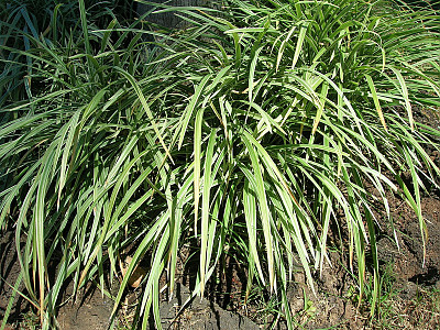 개맥문동 사진 - Liriope spicata (Thunb.) Lour. Photos