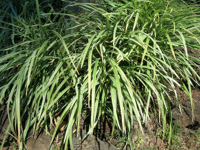 개맥문동 - Liriope spicata (Thunb.) Lour.