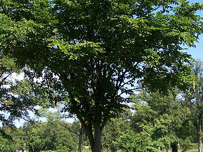 난티나무 사진 - Ulmus laciniata (Trautv.) Mayr Photos