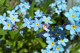 왜지치 - Myosotis sylvatica Ehrh. ex Hoffm.
