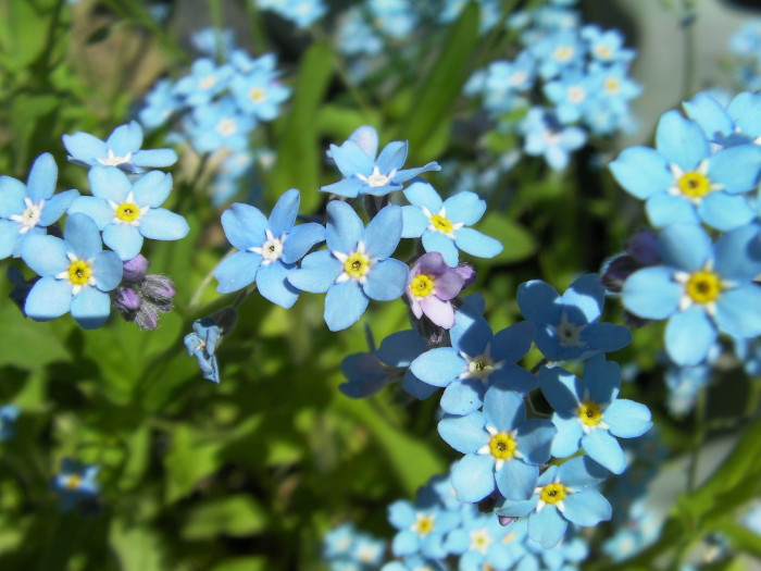 왜지치 - Myosotis sylvatica Ehrh. ex Hoffm.