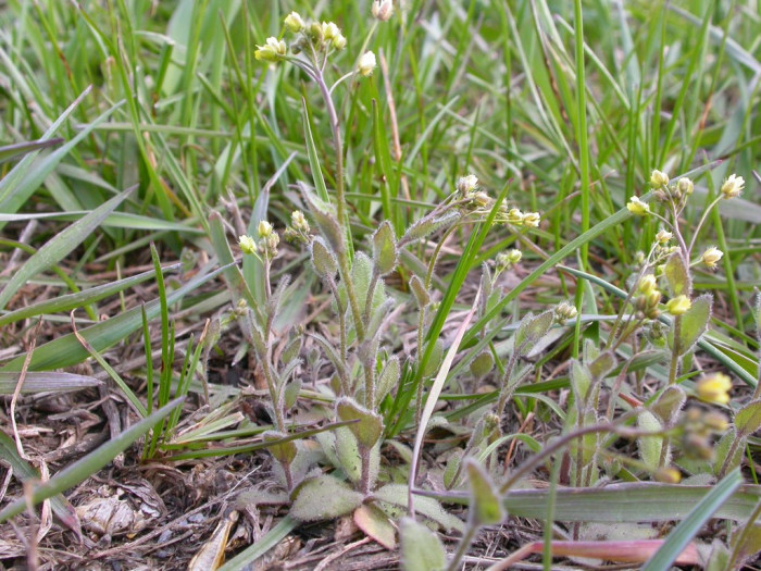 꽃다지 - whitlow grass, Draba nemorosa var. hebecarpa