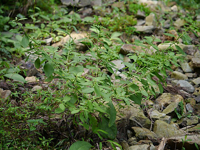 담배풀 사진 - Carpesium abrotanoides L. Photos