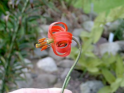 땅나리 사진 - Lilium callosum Photos
