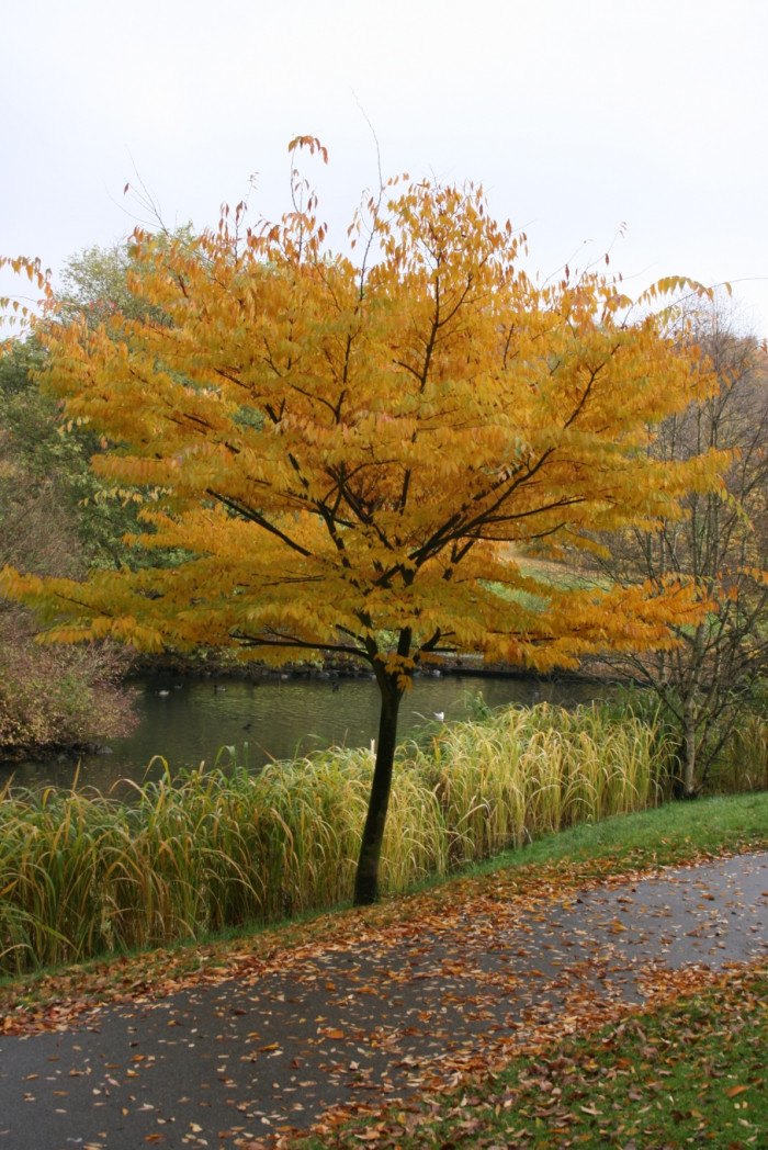 느티나무 - Japanese Zelkova, Zelkova serrata (Thunb.) Makino