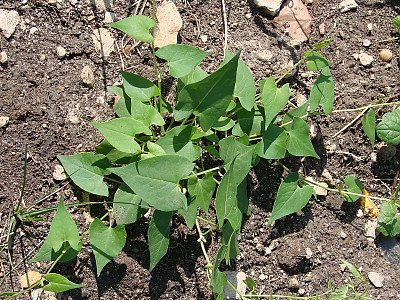 나도닭의덩굴 사진 - Fallopia convolvulus (L.) A.Love Photos