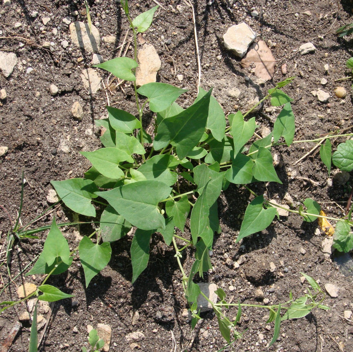 나도닭의덩굴 - Fallopia convolvulus (L.) A.Love