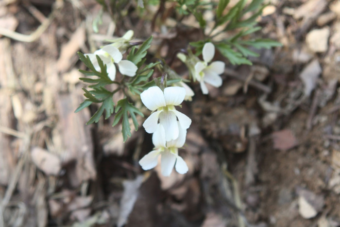 단풍제비꽃 - Viola albida for. takahashii (Makino) W.T.Lee