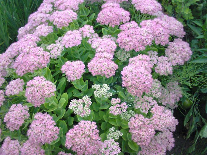 꿩의비름 - bryophyllum, Hylotelephium erythrostictum (Miq.) H.Ohba