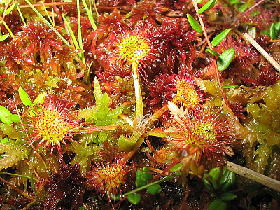 끈끈이주걱 사진 - Drosera rotundifolia L. Photos
