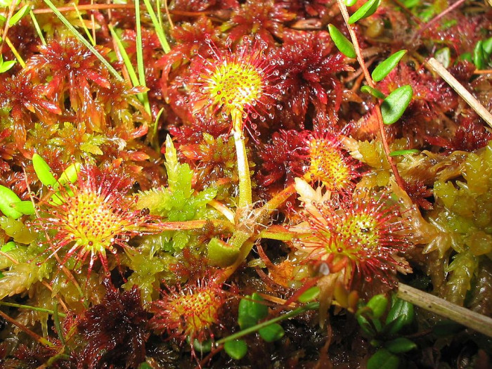 끈끈이주걱 - ㅍ, Drosera rotundifolia L.