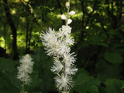 개승마 사진 - Cimicifuga biternata (Siebold & Zucc.) Miq. Photos