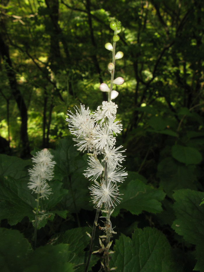 개승마 - Cimicifuga biternata (Siebold & Zucc.) Miq.