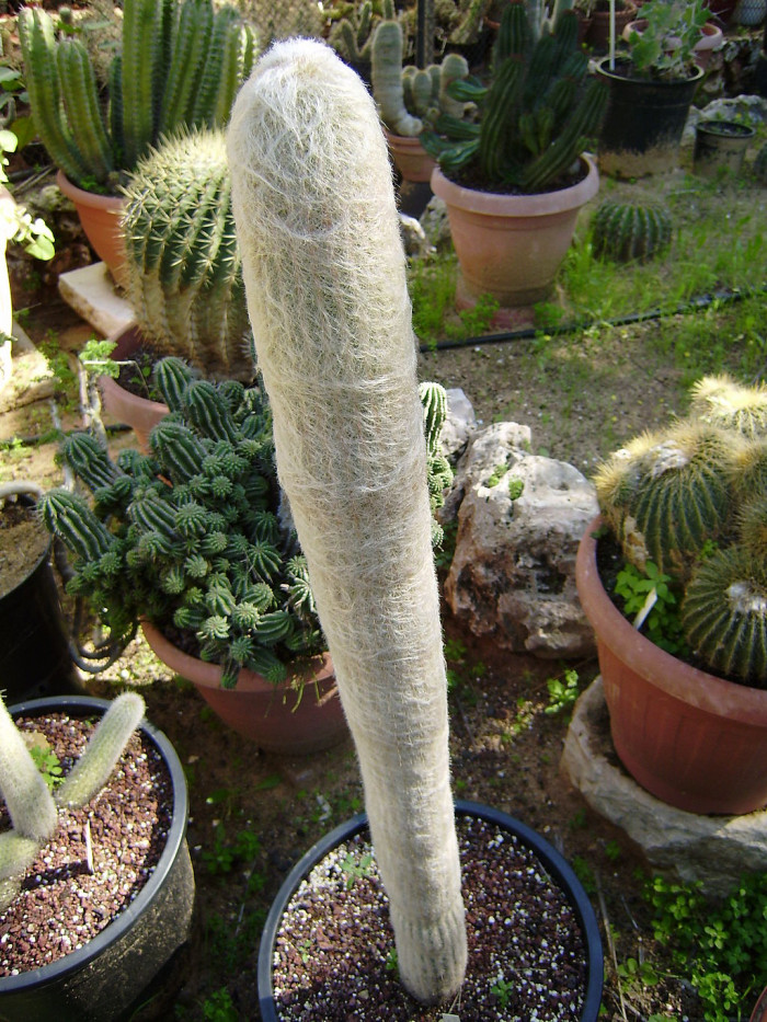 노락 - Espostoa lanata