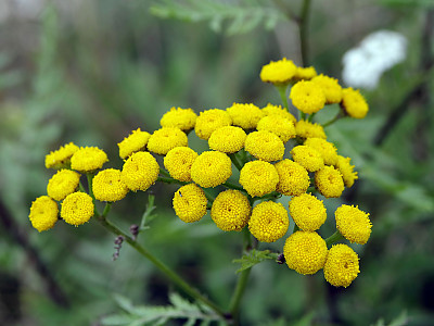 탄지 사진 - Tanacetum vulgare Photos