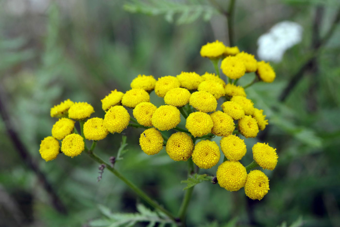 탄지 - tansy, Tanacetum vulgare