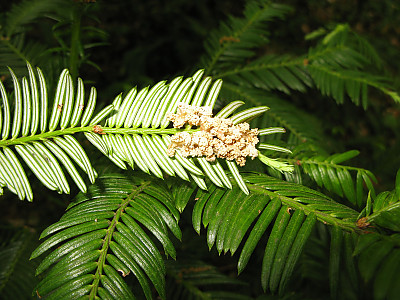 눈개비자나무 사진 - Cephalotaxus harringtonia var. nana (Nakai) Rehder Photos