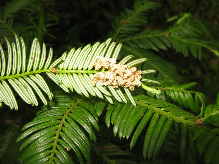 눈개비자나무 - Cephalotaxus harringtonia var. nana (Nakai) Rehder