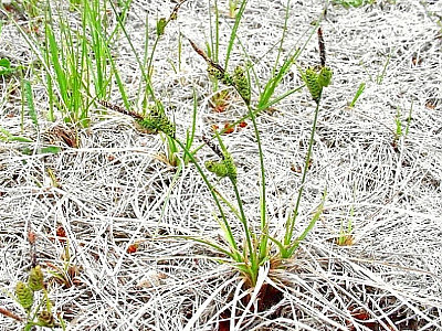 갈미사초 사진 - Carex bigelowii Torr. Photos