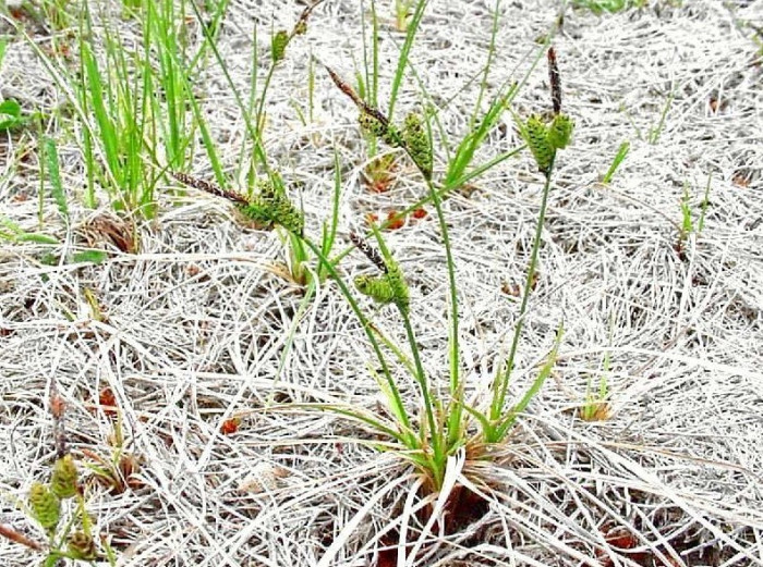 갈미사초 - Carex bigelowii Torr.