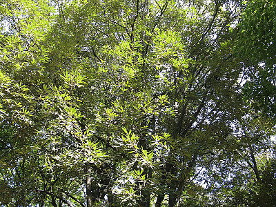 개가시나무 사진 - Quercus gilva Blume Photos