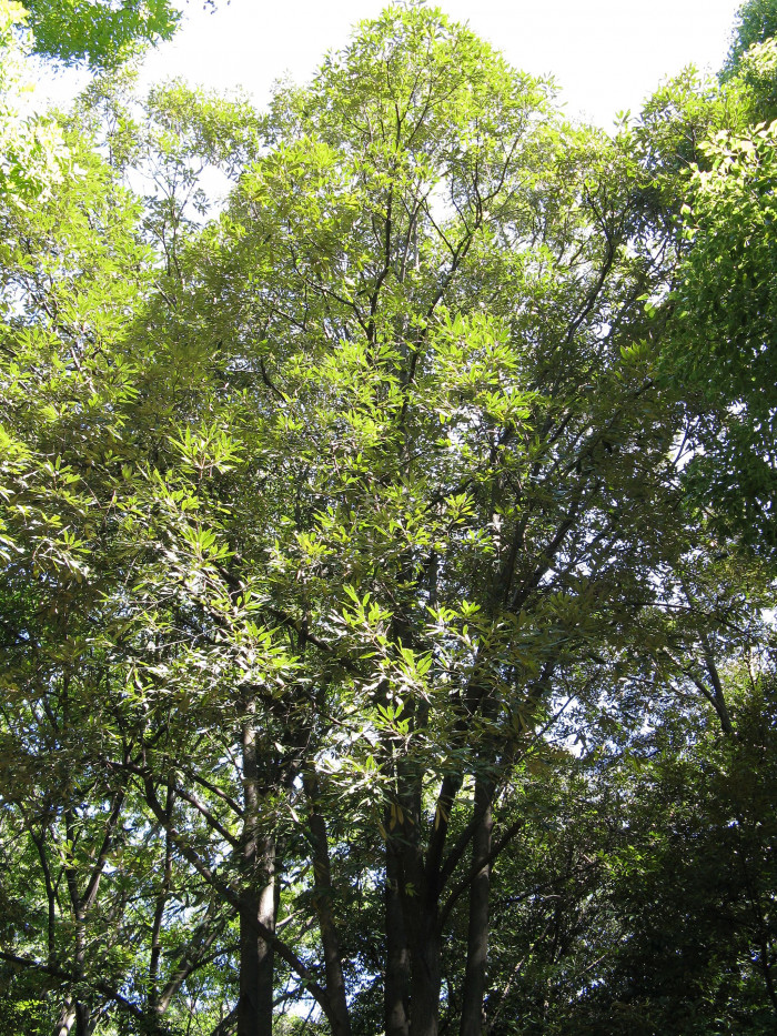 개가시나무 - Quercus gilva Blume